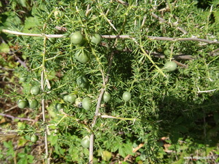 nte Scuderi-05-09-2020 10